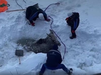 Моряки атомного ледокола «Якутия» спасли зажатую льдами лосиху