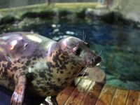 Санкт-Петербургский океанариум