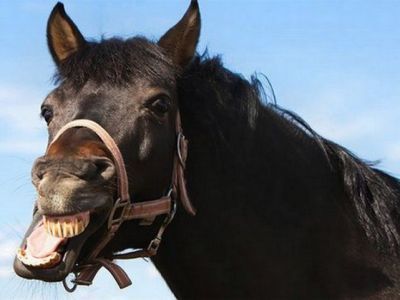 В Покровске несколько человек стали жертвами нападения агрессивного коня