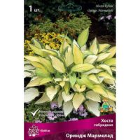 Хоста гибридная Ориндж Мармелад