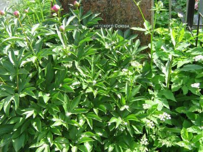 Могила - Юрков Дмитрий Григорьевич (1914-1966), Герой Советского Союза