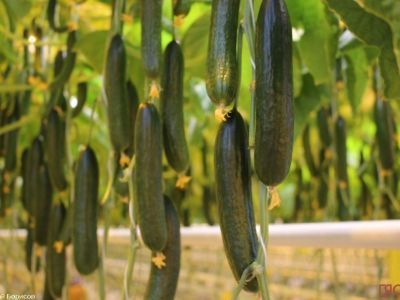 В России собрано порядка 6,9 млн тонн овощей