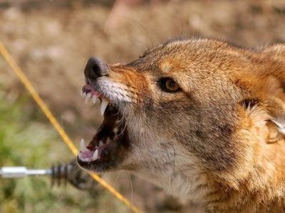 В двух районах Якутии ввели карантин из-за бешенства