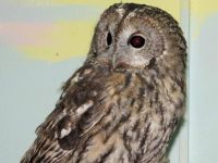 Тульский областной экзотариум. Старая экспозиция