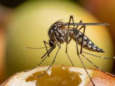 В России участились случаи заражения дирофиляриозом