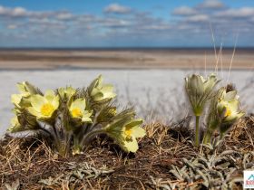 По Кангаласскому Мысу