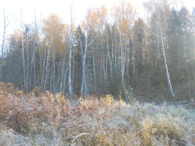 Священная роща