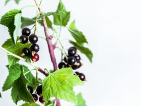 Якутянка создаёт из полимерной глины удивительно реалистичные цветы