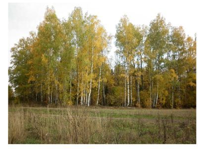 Священная роща