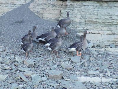 АЛРОСА помогает ученым защитить популяцию краснокнижной птицы