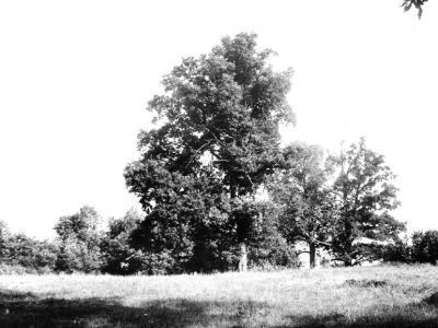 Усадьба Ф.Шеховского. Парк (местечко Боброво)