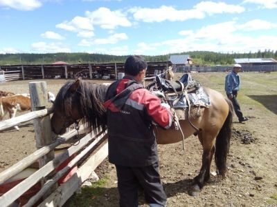 Учет животных - это обязанность владельца