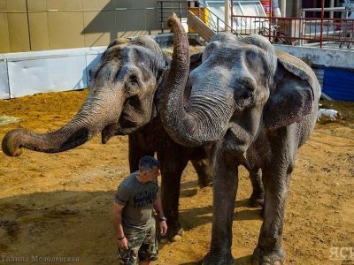 Впервые: Итальянский цирк привез в Якутск слонов (ФОТО)