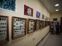 Музей «Насекомые мира»