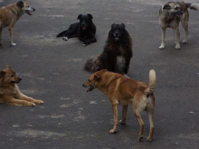 Стая собак напала на шестилетнюю девочку в Якутии