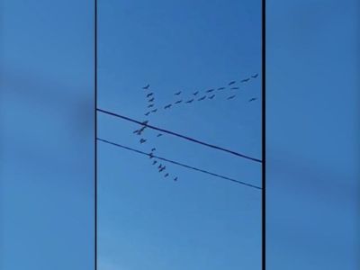 Видеофакт: над селом Хангаласского улуса Якутии пролетела стая журавлей