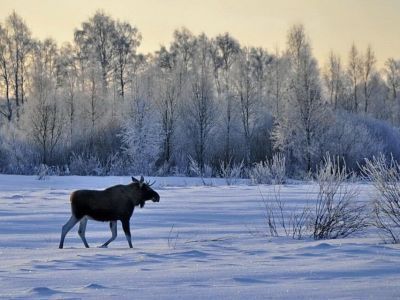 Охотникам Якутии напомнили о необходимости возврата разрешений на добычу