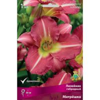 Лилейник гибридный Матрёшка*