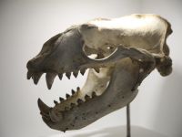 Камчатский краевой объединенный музей