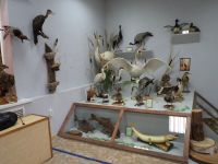 Тоцкий историко-краеведческий музей