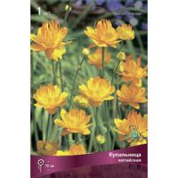 Купальница китайская