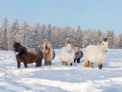 В Якутии конезавод незаконно получил субсидию из госбюджета