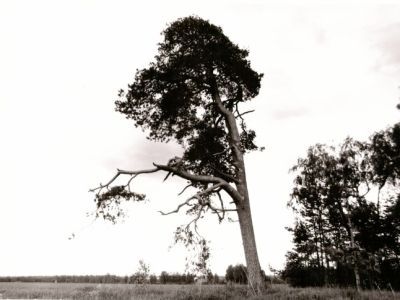 Чудотворная сосна