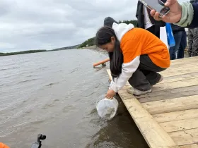 В реку Лену выпустили около 275 тысяч особей молоди сибирского осетра