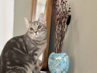 Ваза "Цветущий Миндаль"