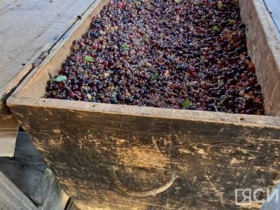 Целый сундук чёрной смородины собрали в Горном районе Якутии