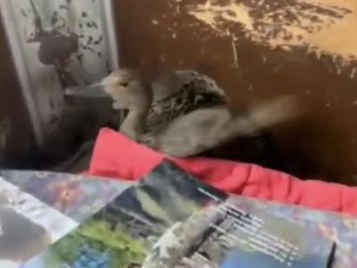 Видеофакт: утка спряталась в охотничьей избушке