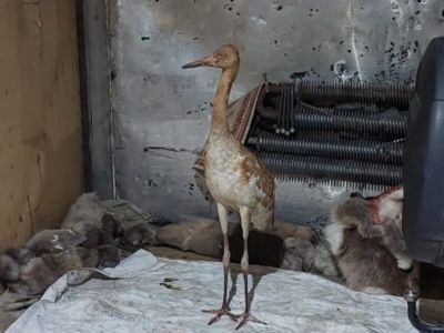 Найденного в тундре птенца стерха примет зоопарк «Орто Дойду» в Якутске