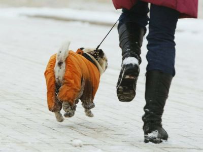 В Якутии будут штрафовать владельцев собак за неубранные экскременты
