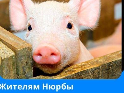 В Нюрбинском районе Якутии бесплатно раздадут поросят