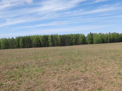 Священная роща