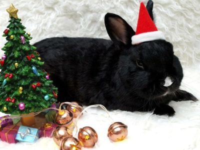 Не гневи Кролика: что нельзя делать в новый 2023 год