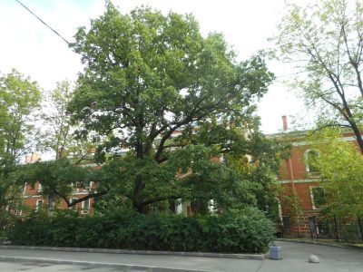 Дворцовый госпиталь