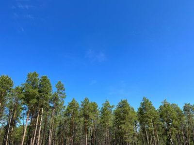 В Якутии пенсионер пошел в лес по грибы и заблудился