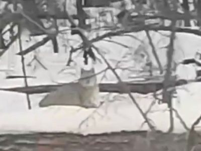 Видеофакт: в Горном районе Якутии заметили дикую рысь