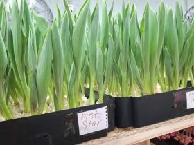 Пять тысяч тюльпанов среди зимы: семья из Горного района создала цветущий оазис