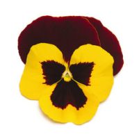 Виола крупноцветковая Матрикс Ред Винг (1уп-1000шт) (Профи)