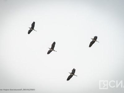 В Алдане наградили победителей конкурса по итогам Евразийского учета птиц