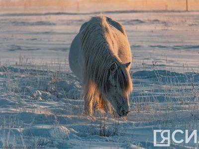 Карантины по эмкару и сальмонеллезному аборту кобыл отменили в Нюрбинском районе