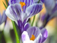 Государственный музей-заповедник «Царицыно»