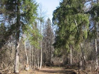 Усадьба Дюбеса Крачки Уткина мыза. Парк