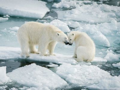 33 полярных медведя в 16 российских зоопарках находятся на попечении «Роснефти»