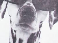 Футболка с принтом для девочек, Черный