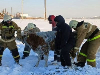 В Якутии пожарные спасли провалившуюся в прорубь корову