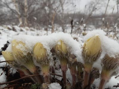 Снежное утро в Якутске 16 мая