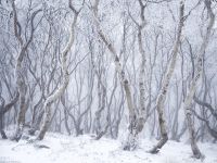 Соловецкий государственный историко-архитектурный и природный музей-заповедник